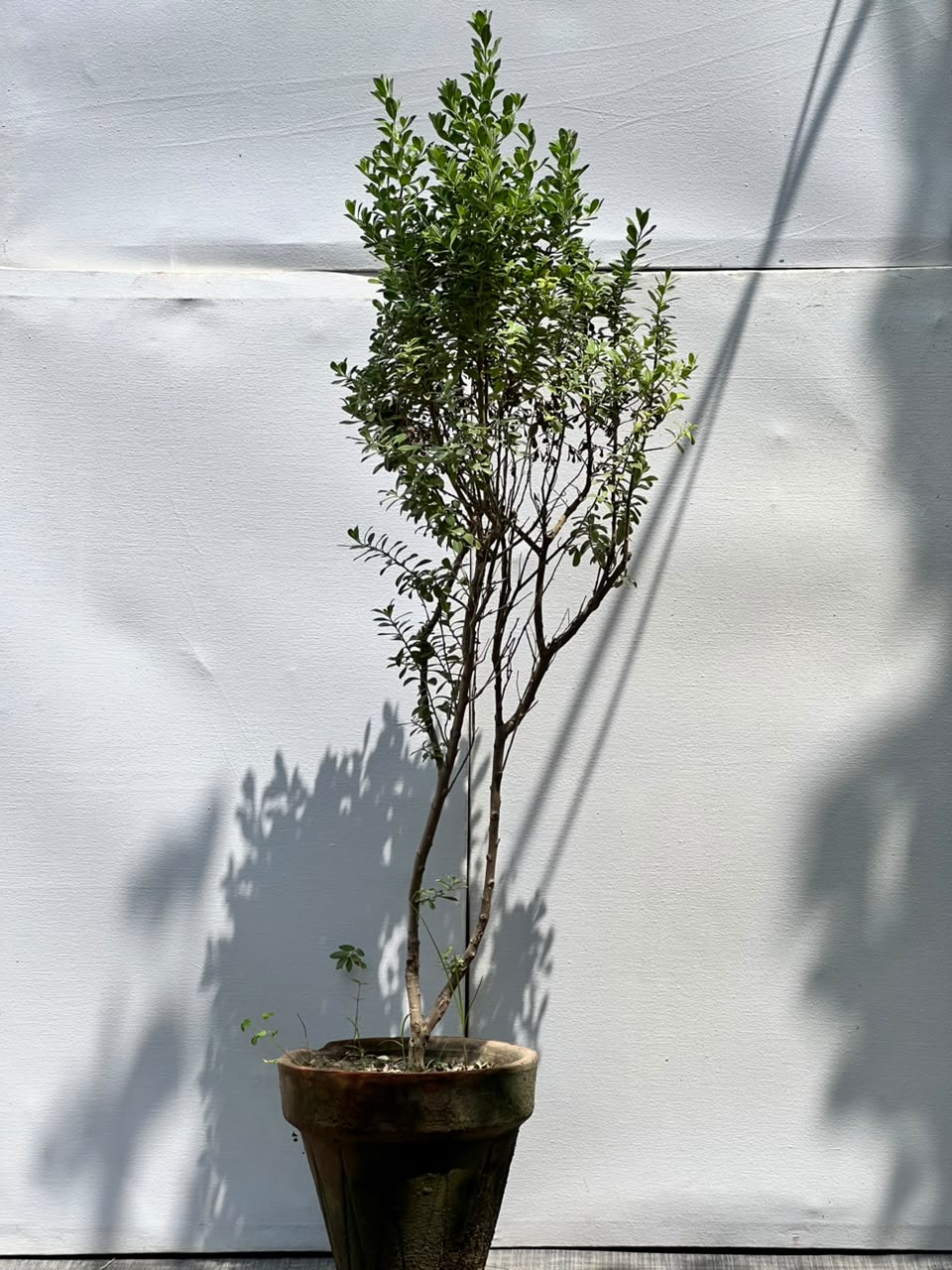 Silvery Plant (Silver Buttonwood)