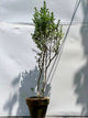 Silvery Plant (Silver Buttonwood)