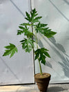 Papaya Fruit Plant (Live Papita)