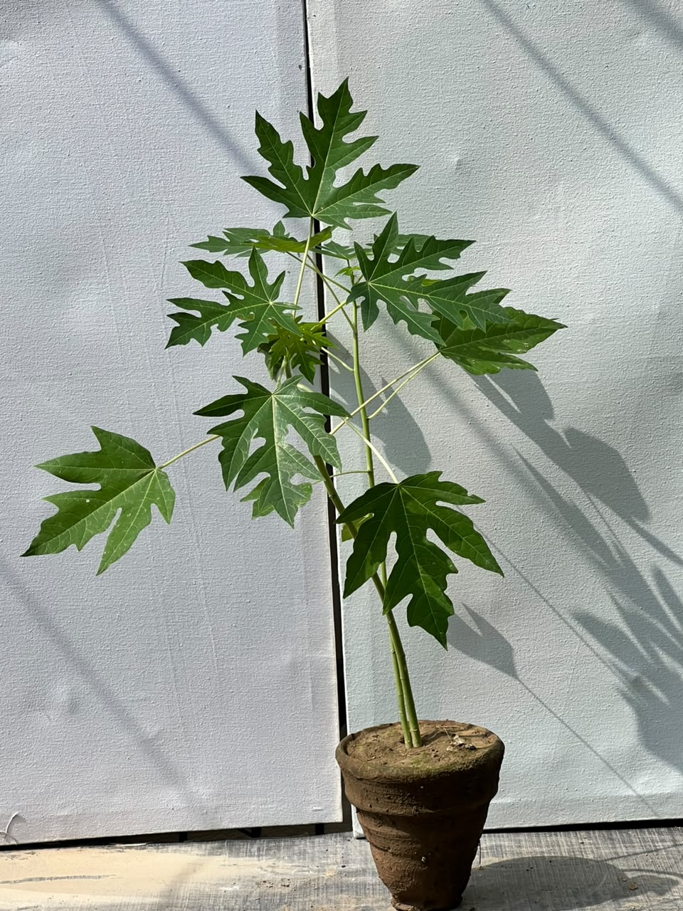 Papaya Fruit Plant (Live Papita)