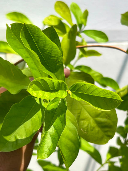 Jhumka Stand Plant (Standard Hibiscus Form), photo 3