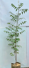 Neem Tree (Medicinal Shade Tree)
