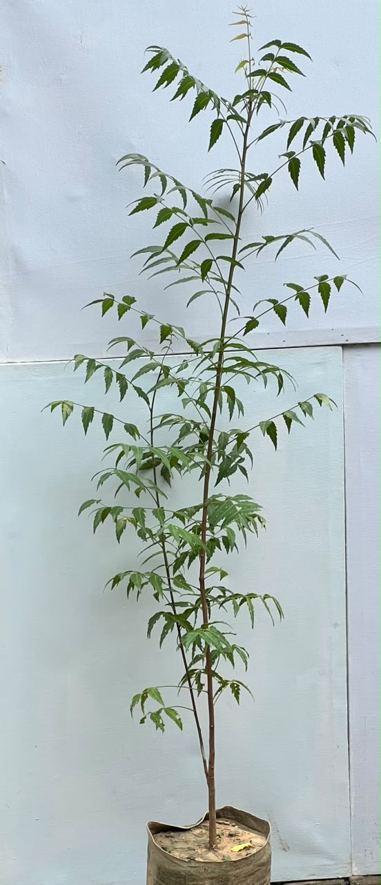 Neem Tree (Medicinal Shade Tree)