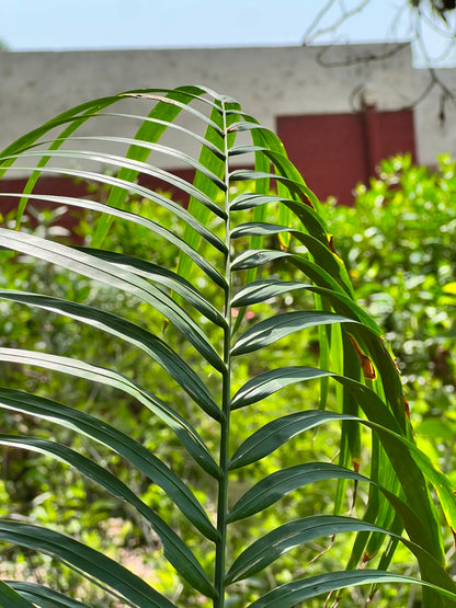 Bottle Palm Tree (Exotic Landscape Palm), photo 3