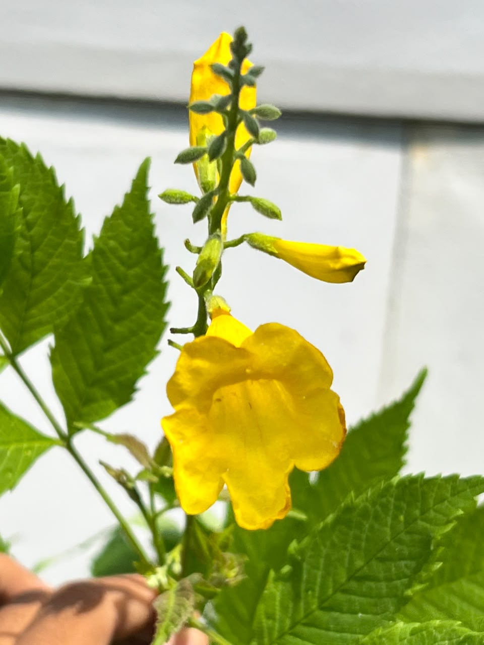 Tecoma Plant (Yellow Bells), photo 2