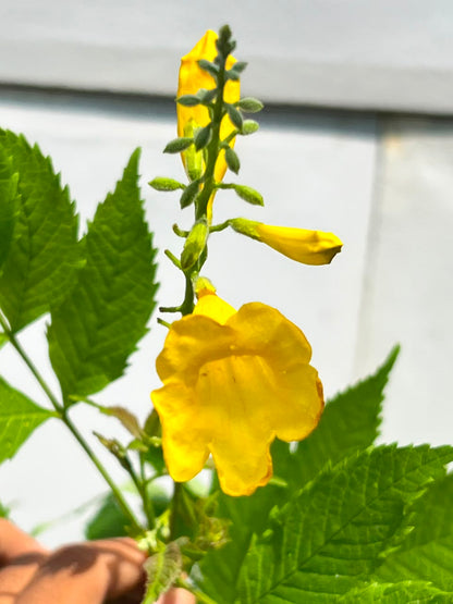 Tecoma Plant (Yellow Bells), photo 2