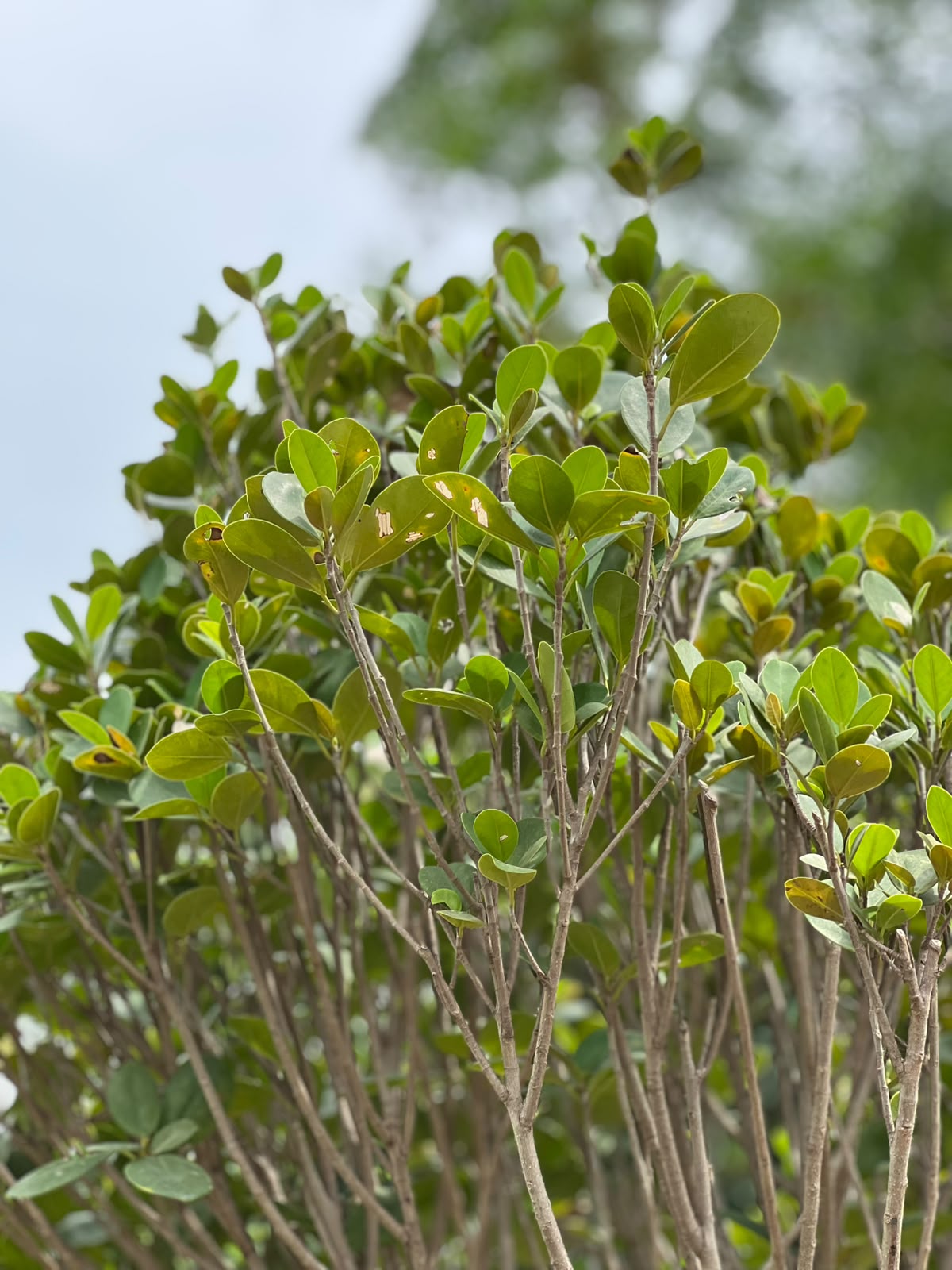 Panda Ficus Tree (Landscape Ficus), photo 4