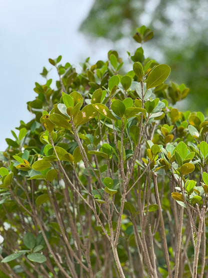 Panda Ficus Tree (Landscape Ficus), photo 4