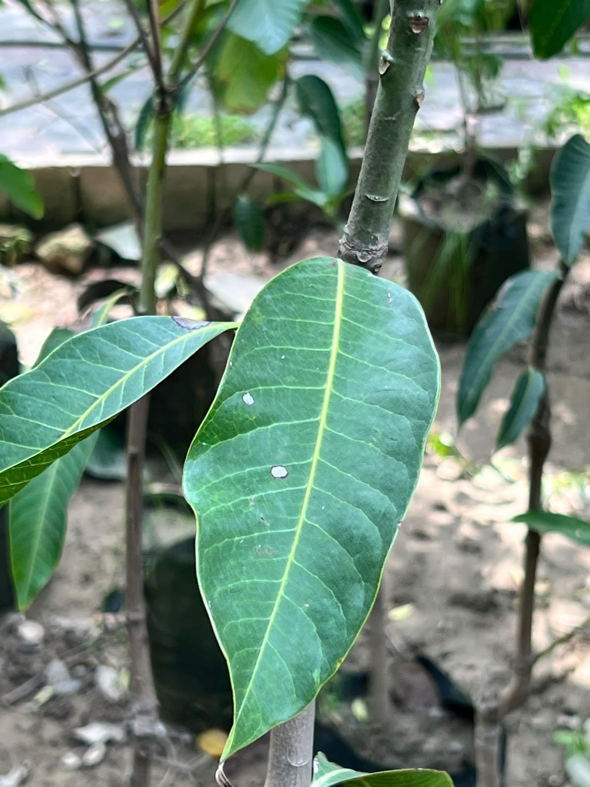 Mango Fruit Plant (Grafted Aam Tree), photo 3
