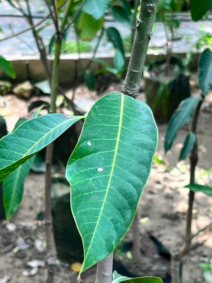 Mango Fruit Plant (Grafted Aam Tree), photo 3