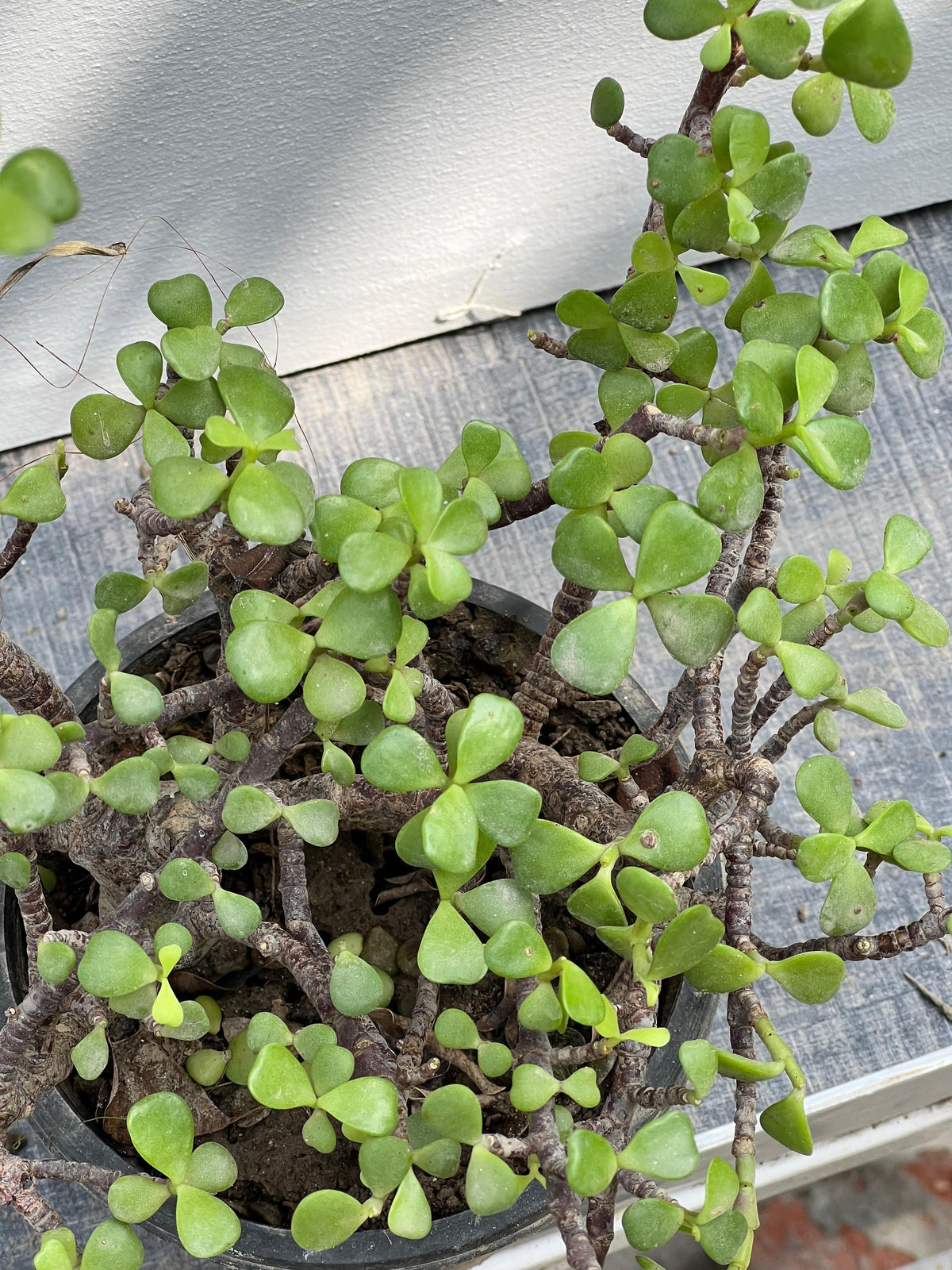 Jade Plant (Crassula Ovata Succulent), photo 2