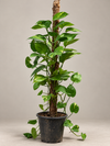 Money Plant (Golden Pothos)