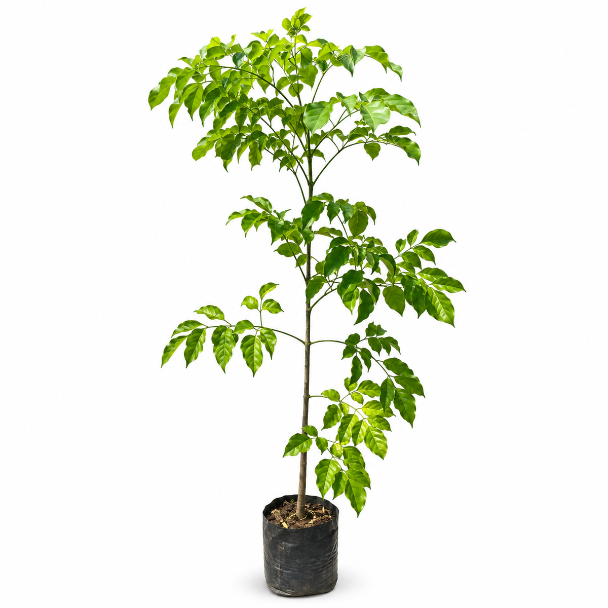Deal 8 - Flowering & Foliage Trees Bundle