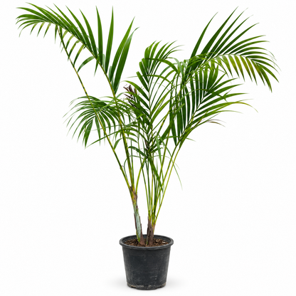 Deal 7 - Premium Palm & Foliage Bundle