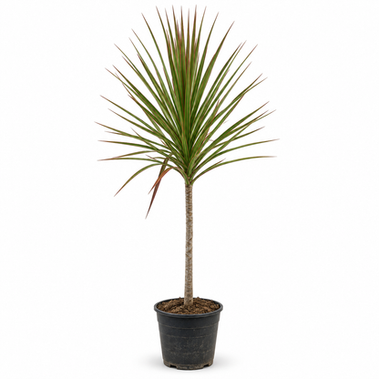 Deal 4 - Tropical Green Bundle