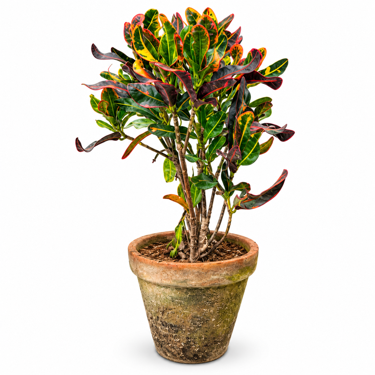 Deal 1 - Palms & Foliage Bundle