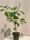 Cassia Glauca Shrub (Glossy Shower Tree)