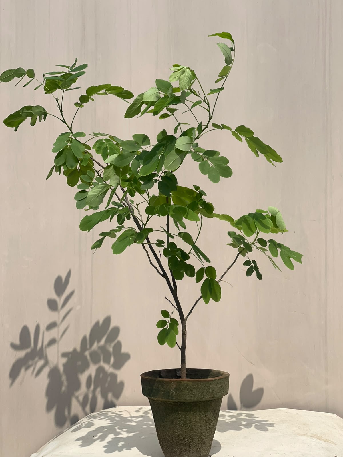 Cassia Glauca Shrub (Glossy Shower Tree)