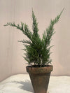 Chinese Juniper Plant (Potted Juniper Topiary)