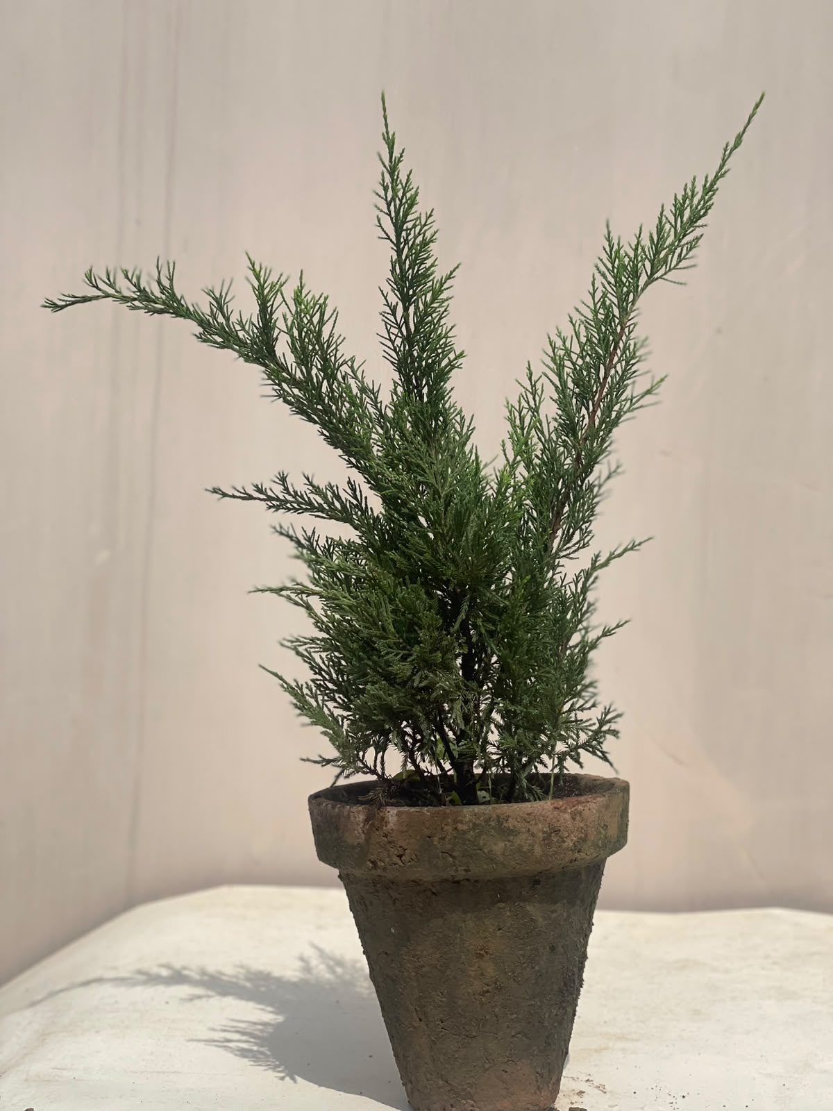 Chinese Juniper Plant (Potted Juniper Topiary)