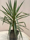 Yucca Plant (Variegated Euka)