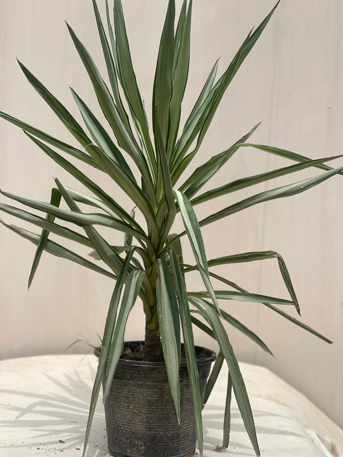 Deal 5 - Yucca Plant