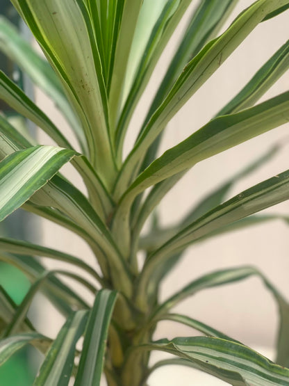 Yucca Plant (Variegated Euka), photo 2
