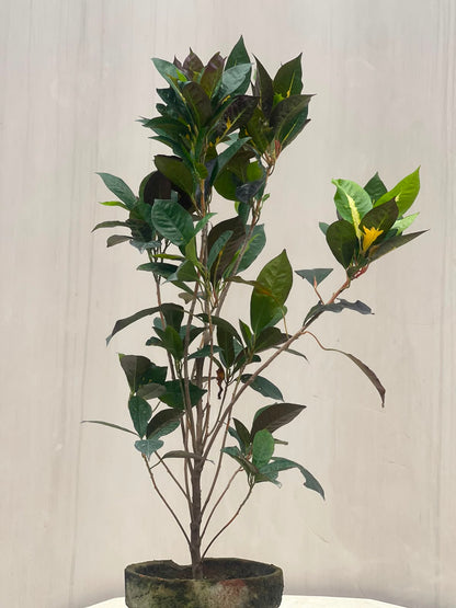 English Croton Plant (Codiaeum Variegatum, aka English Karoton), photo 4