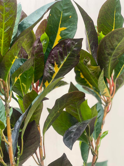 English Croton Plant (Codiaeum Variegatum, aka English Karoton), photo 5