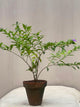 Francesia Plant (Yesterday-Today-Tomorrow)