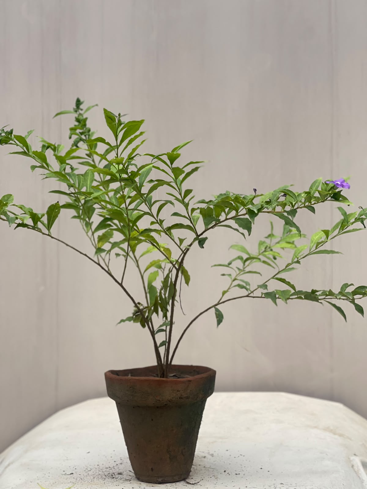 Deal 23 - Garden Foliage & Flowers Bundle