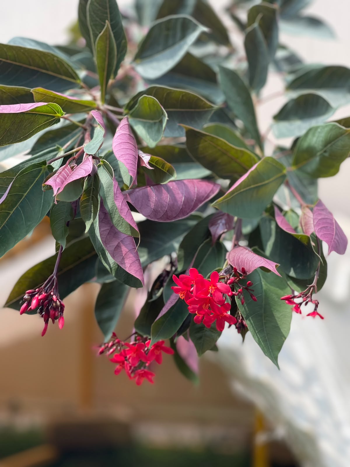Jatropha Plant (Red Flowering Shrub, aka Jutt Rofa / Jutroffa), photo 2
