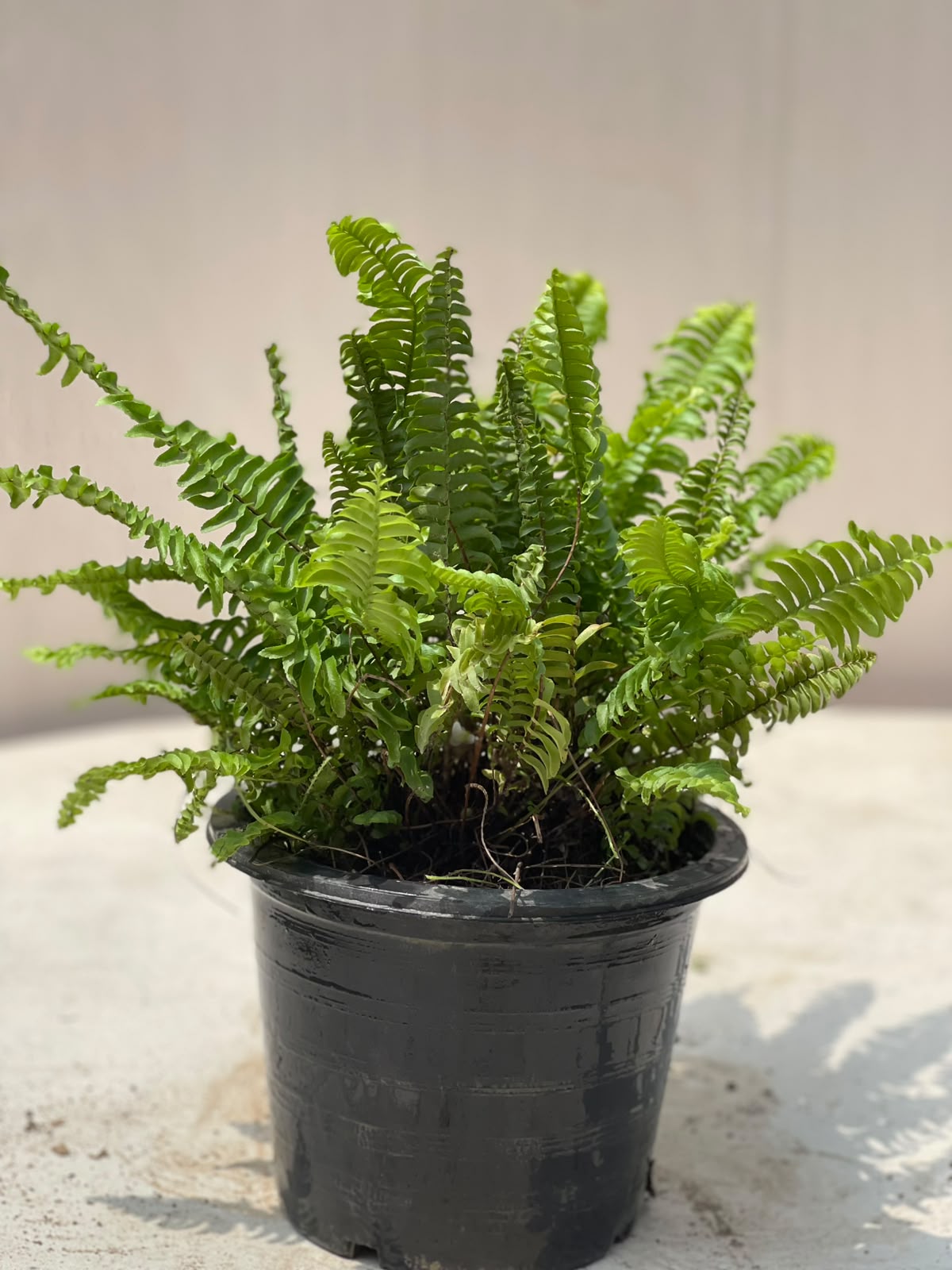 Boston Fern Plant (Indoor Nephrolepis)