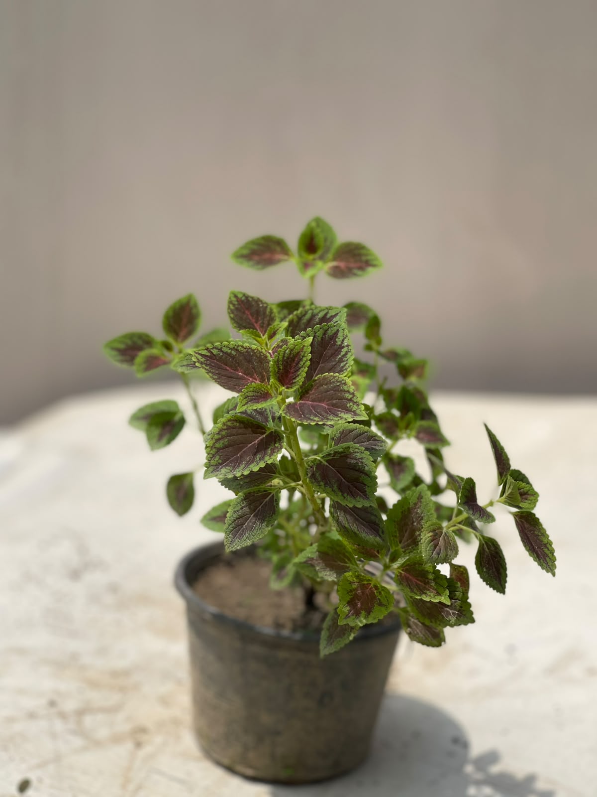 Coleus Plant (Variegated Kolus)