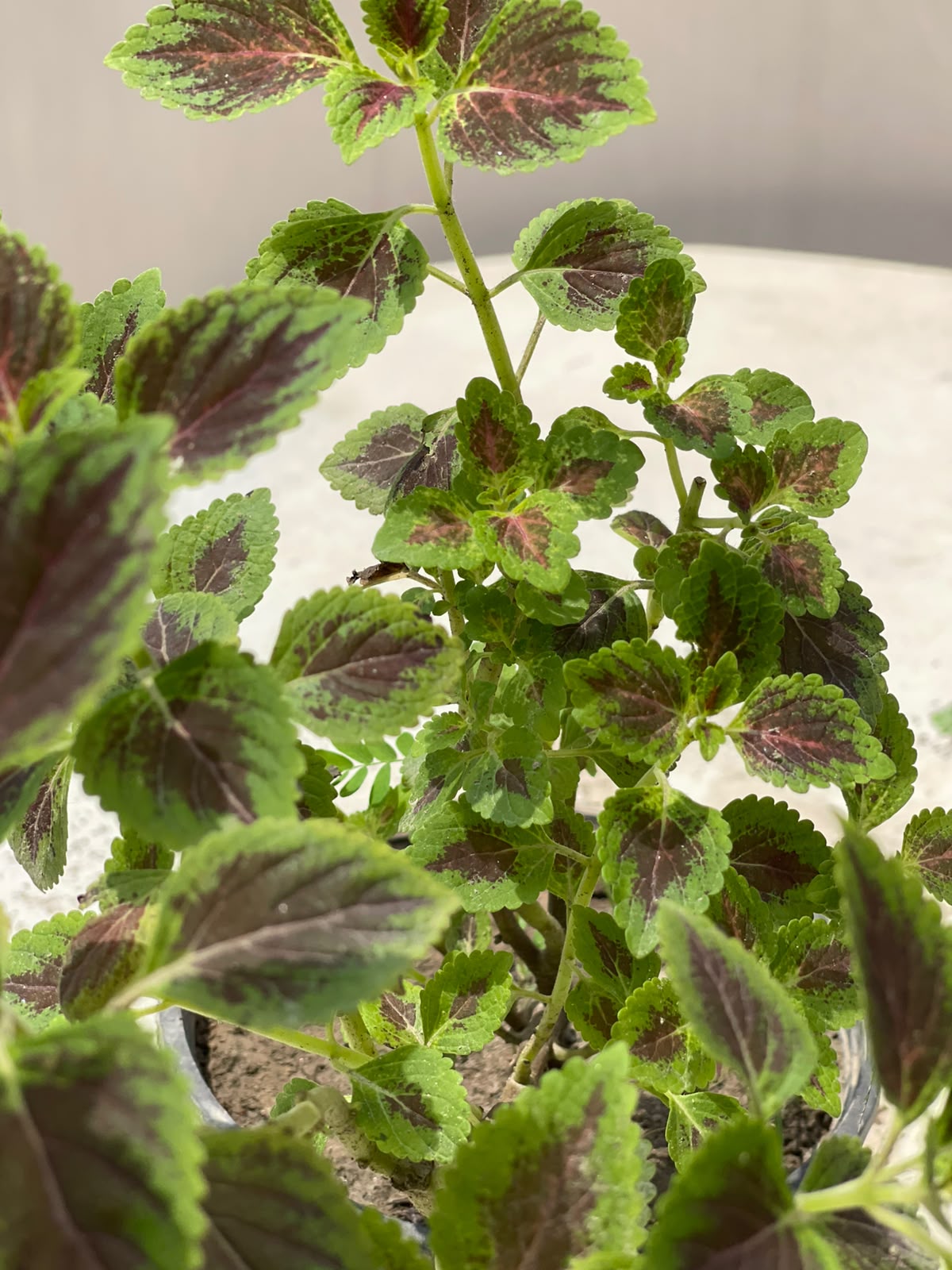Coleus Plant (Variegated Kolus), photo 2