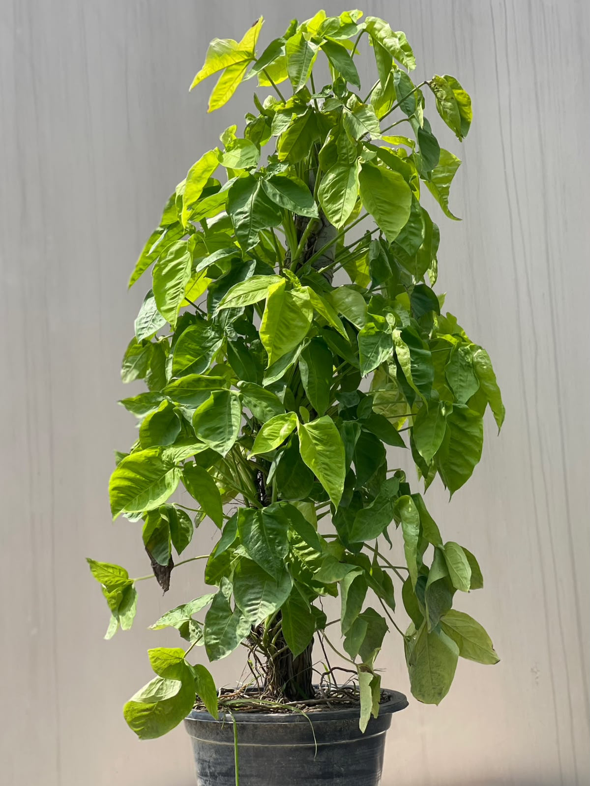 Syngonium Plant (Arrowhead Vine)
