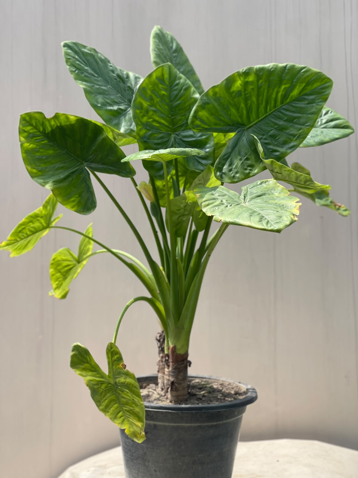 Elephant Ear Plant (Alocasia Tropical Foliage)