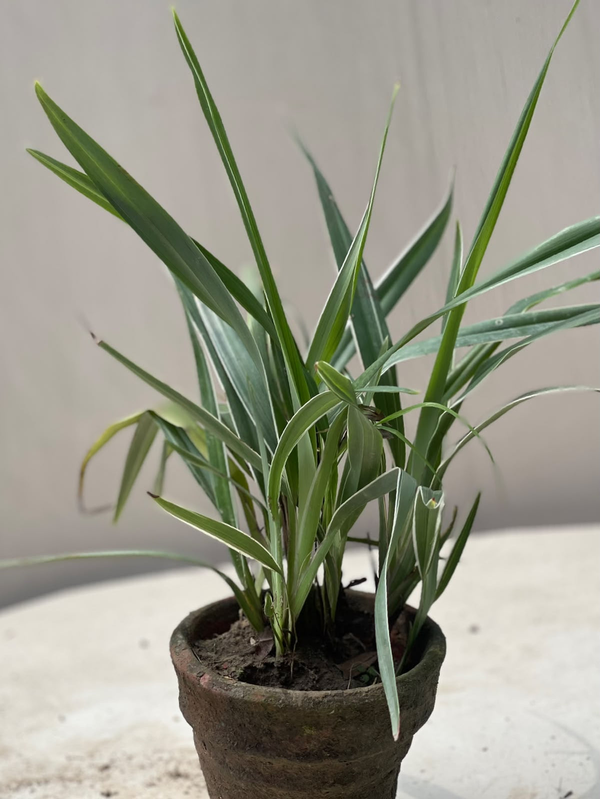 Iris Plant (Irish Garden Iris)