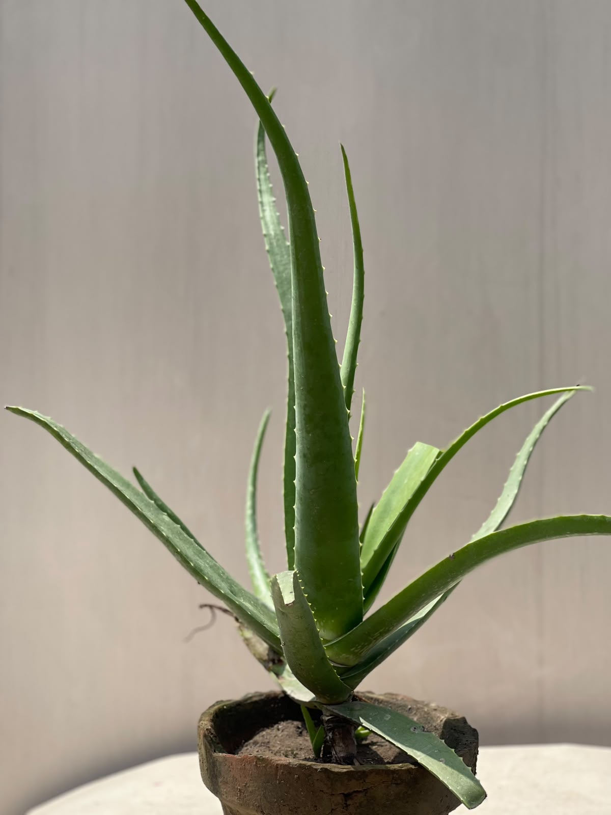 Deal 3 - Aloe Vera Plant