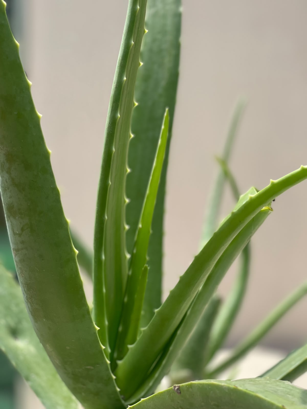 Aloe Vera Plant (Medicinal Succulent), photo 2