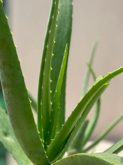 Aloe Vera Plant (Medicinal Succulent), photo 2