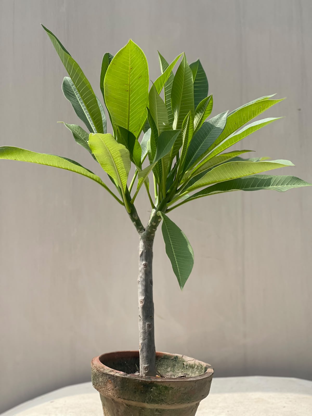 Gul-e-Cheen Plant (Fragrant Plumeria)