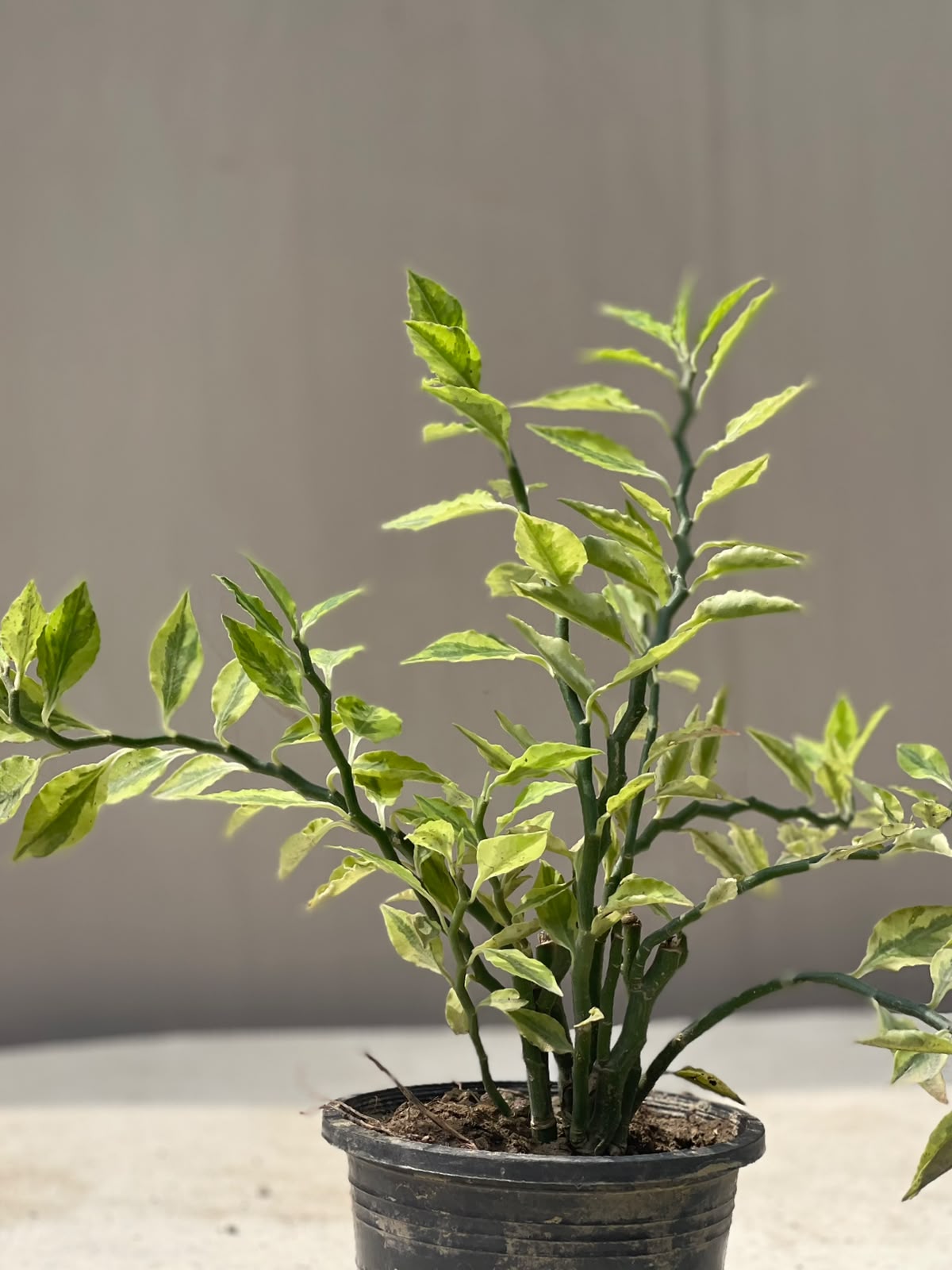 Nag Dana Plant (Zigzag Euphorbia), photo 2