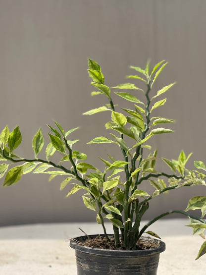 Nag Dana Plant (Zigzag Euphorbia), photo 2