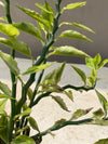 Nag Dana Plant (Zigzag Euphorbia)