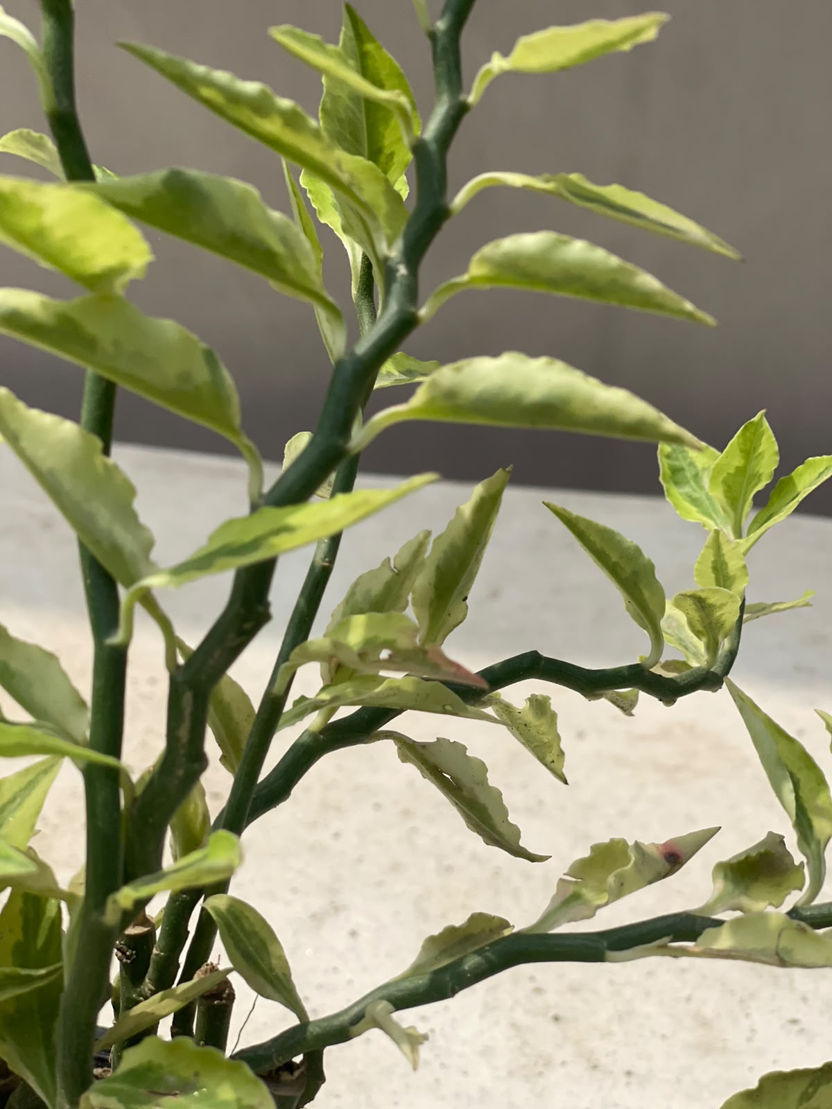 Nag Dana Plant (Zigzag Euphorbia)