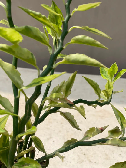 Nag Dana Plant (Zigzag Euphorbia)