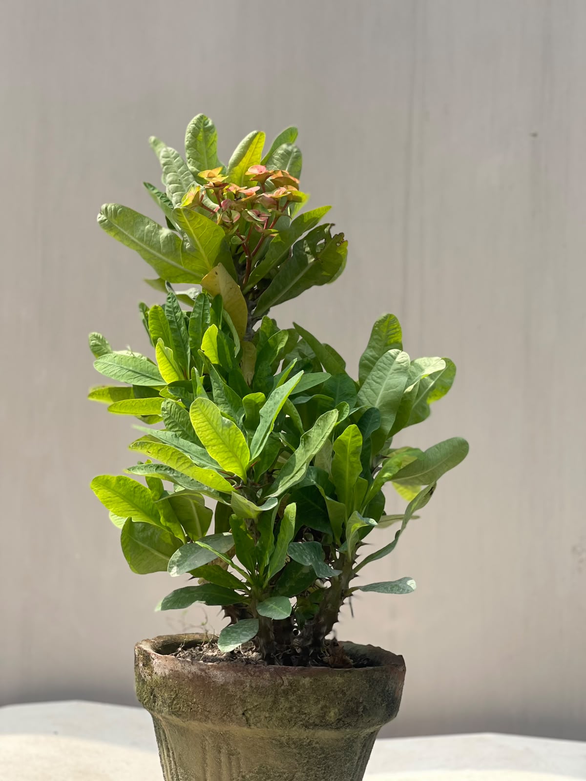Crown of Thorns Plant (Euphorbia Milii), photo 2