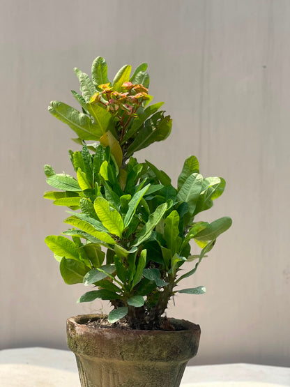 Crown of Thorns Plant (Euphorbia Milii), photo 2
