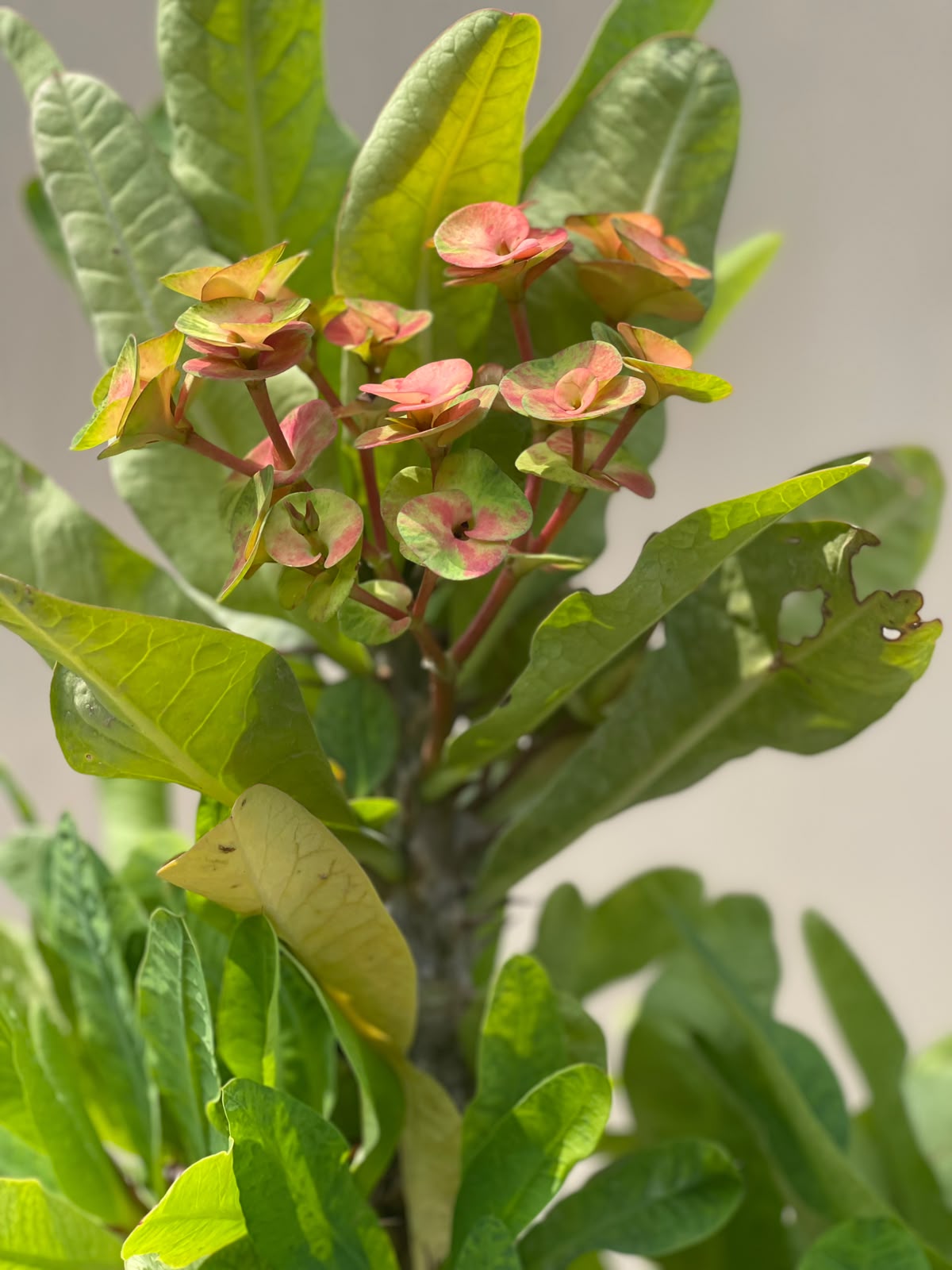 Crown of Thorns Plant (Euphorbia Milii), photo 3